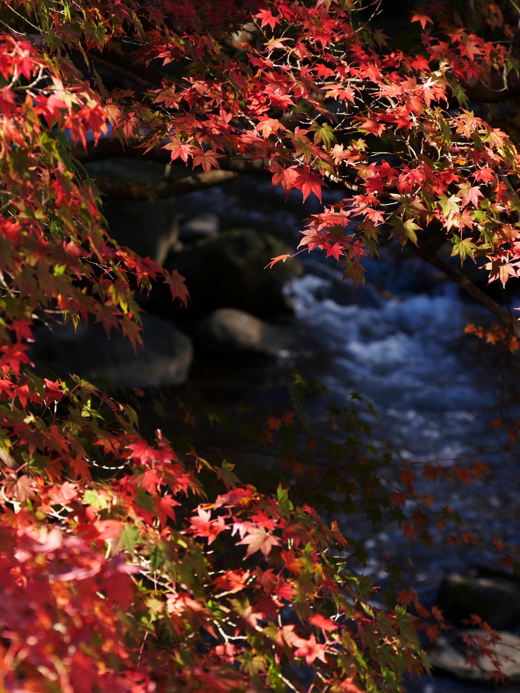 修善寺温泉桂橋より　紅葉