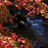修善寺温泉桂橋より　紅葉