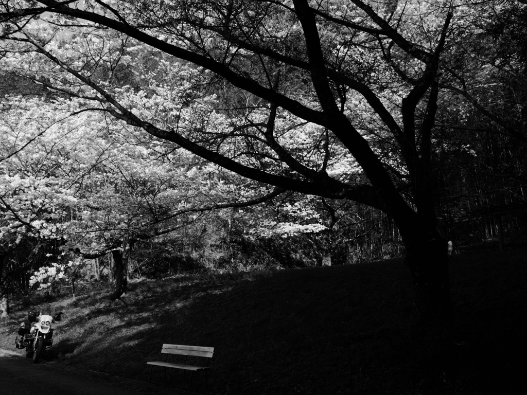 放水路の桜