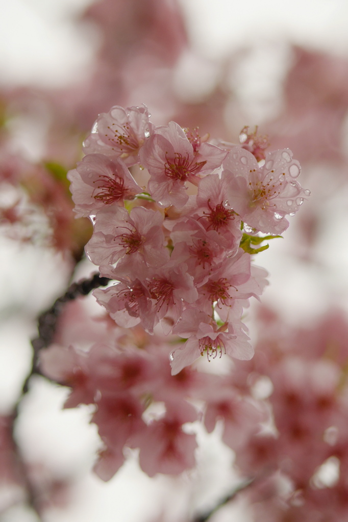 大仁の河津桜２