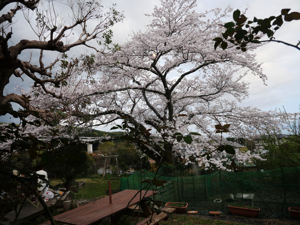 カフェの庭の桜