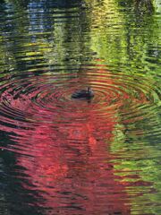 修善寺桂川の紅葉とカモ