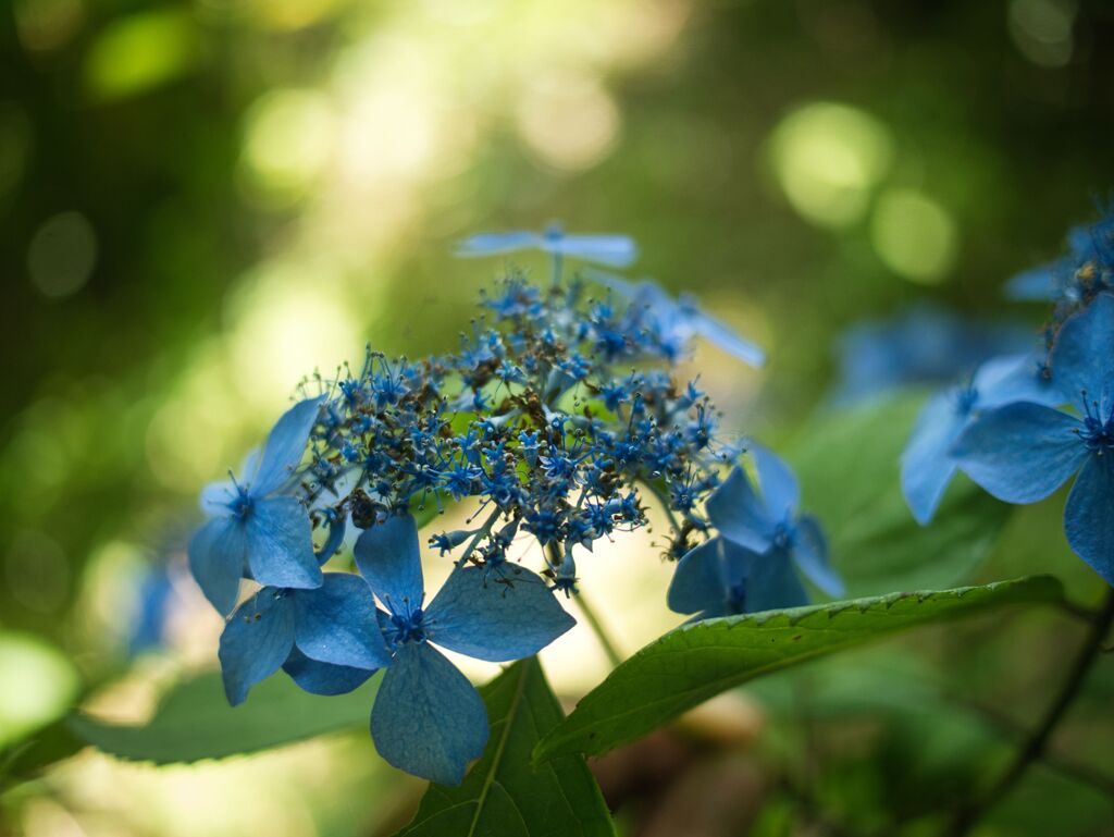 紫陽花１