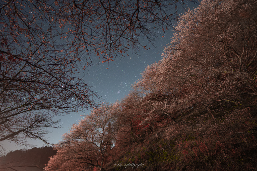 桜の隙間から