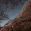 桜の隙間から