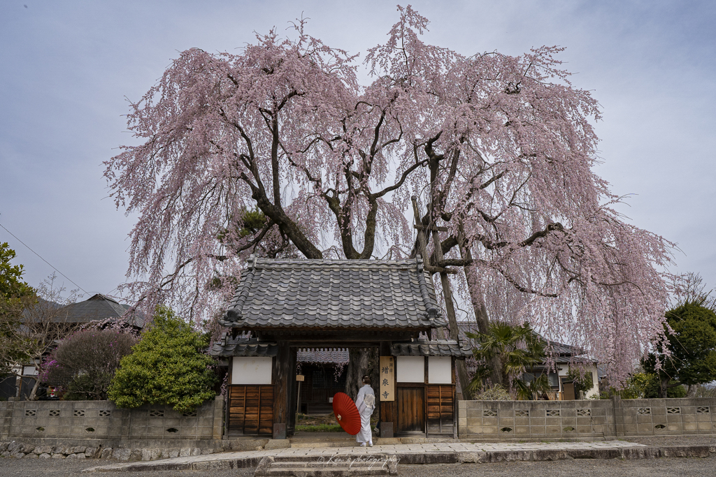 枝垂れ桜の寺にて