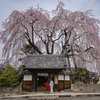 枝垂れ桜の寺にて