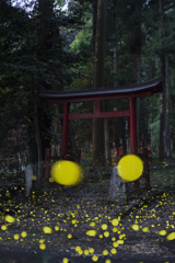 ホタルの参拝