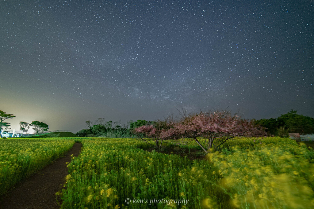 星と桜と菜の花と