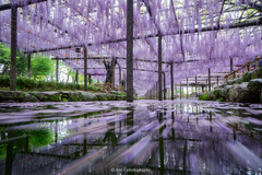 Wisteria flow