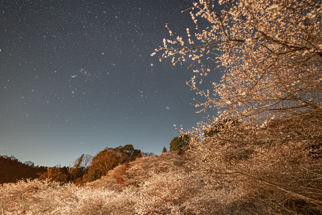 さくらともみじと星空と