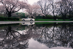 桜reflection　１