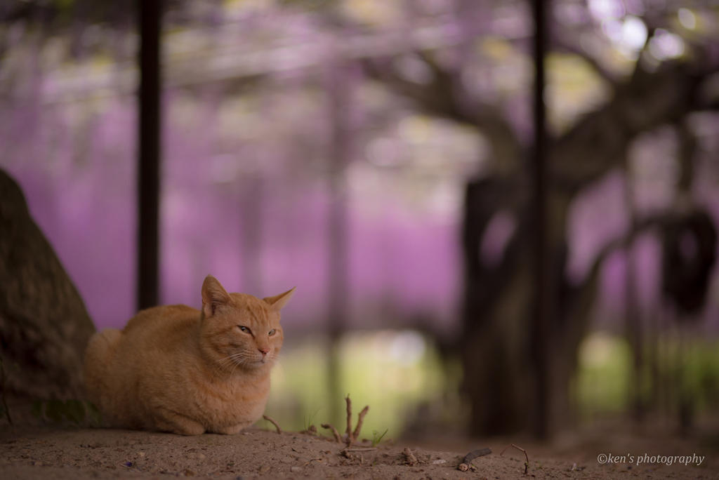 藤にゃんこ