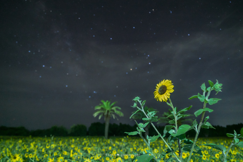 夏の星空