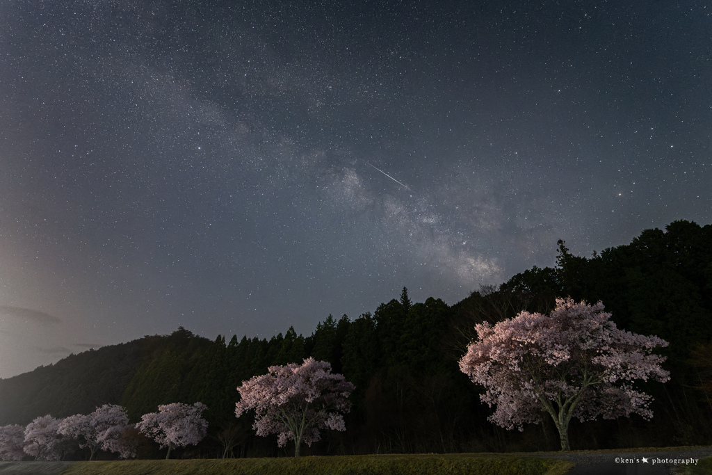 sakura night