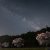 sakura night