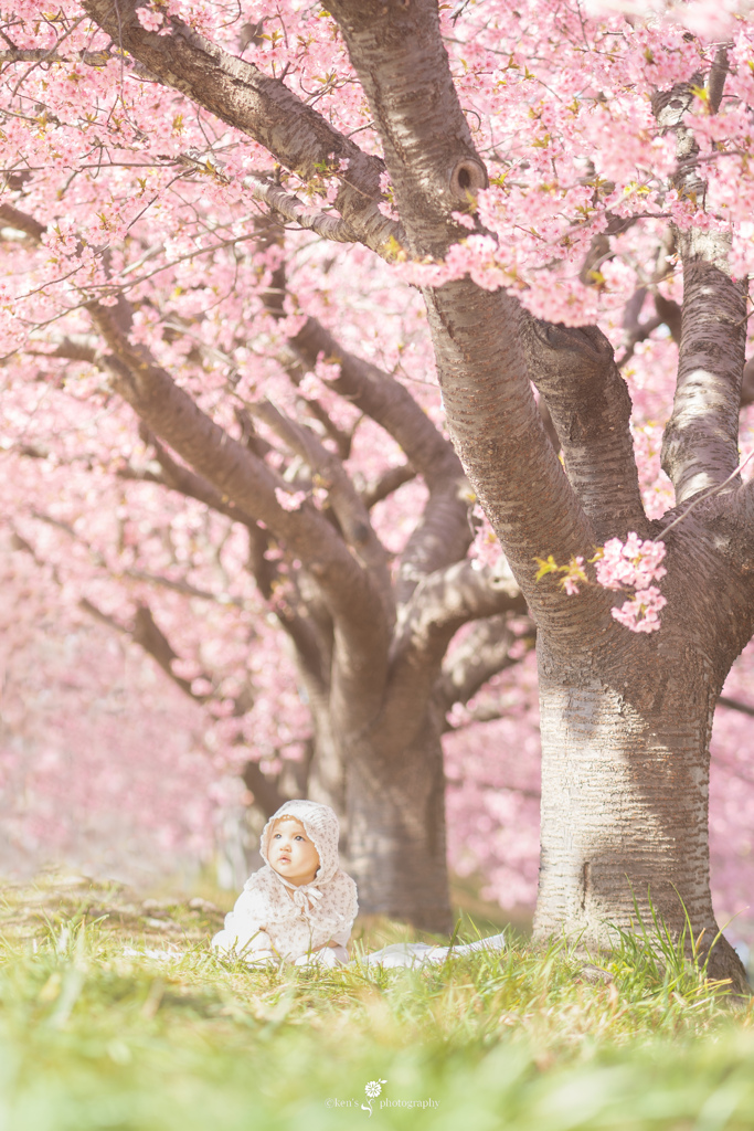 First cherry blossom 