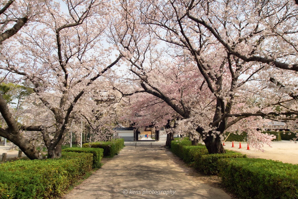 桜トンネルを抜けて