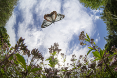 まあるい秋の空 まあるい秋の空