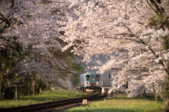 桜トンネルを抜けて