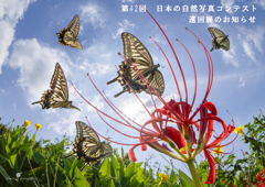 秋空スウィング