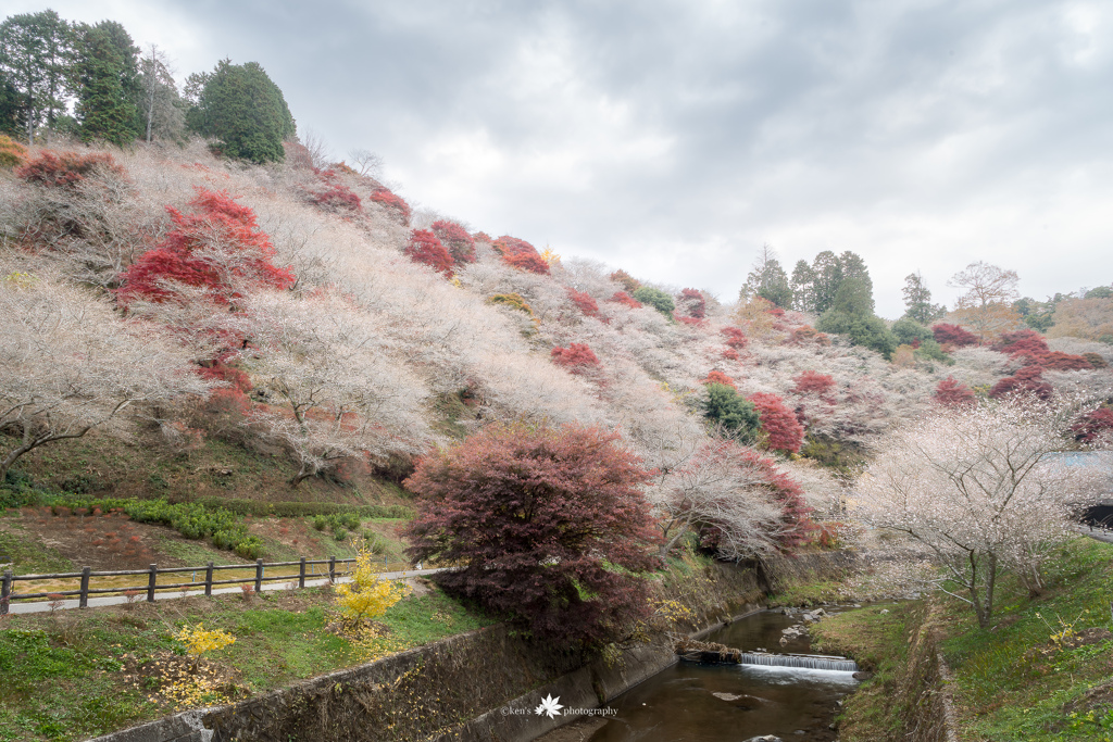 秋の桜は赤色を纏って