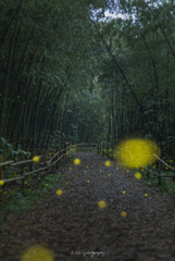 雨の竹林道