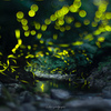 extra bokeh ～ゲンジボタル編～