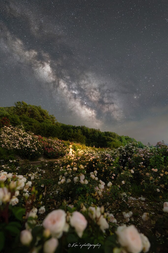 薔薇に囲まれて by SSG （ID：13566317） - 写真共有サイト:PHOTOHITO