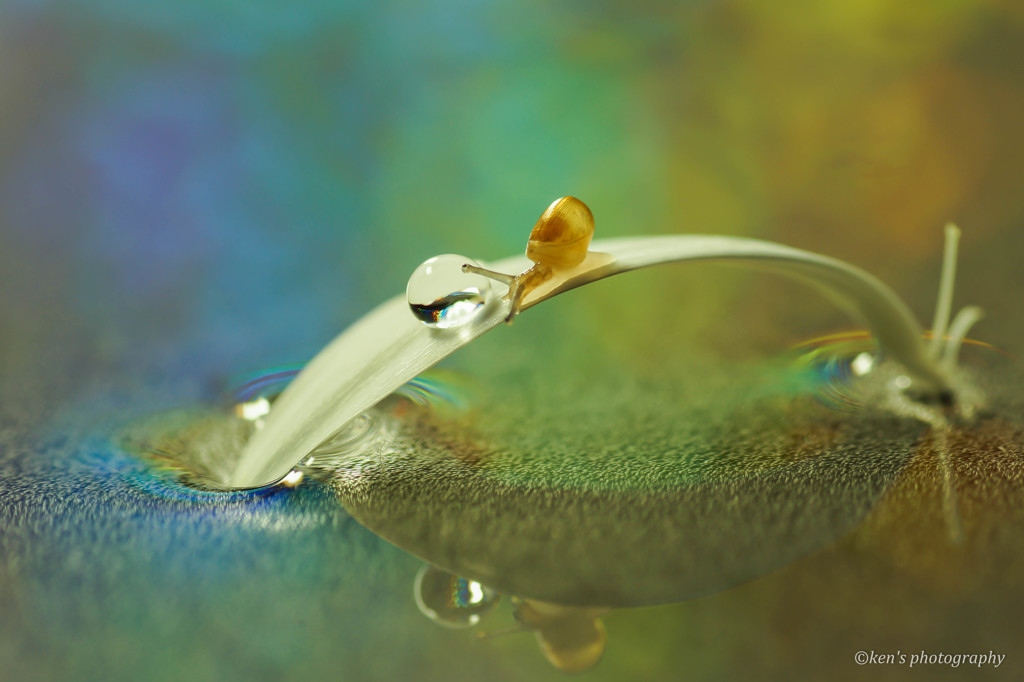baby snail with drop