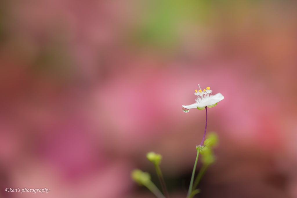 小さな花の小さな雫