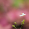 小さな花の小さな雫