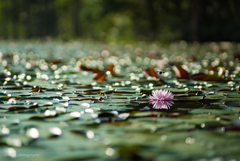 Morning water lily