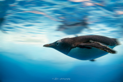 流しペンギン