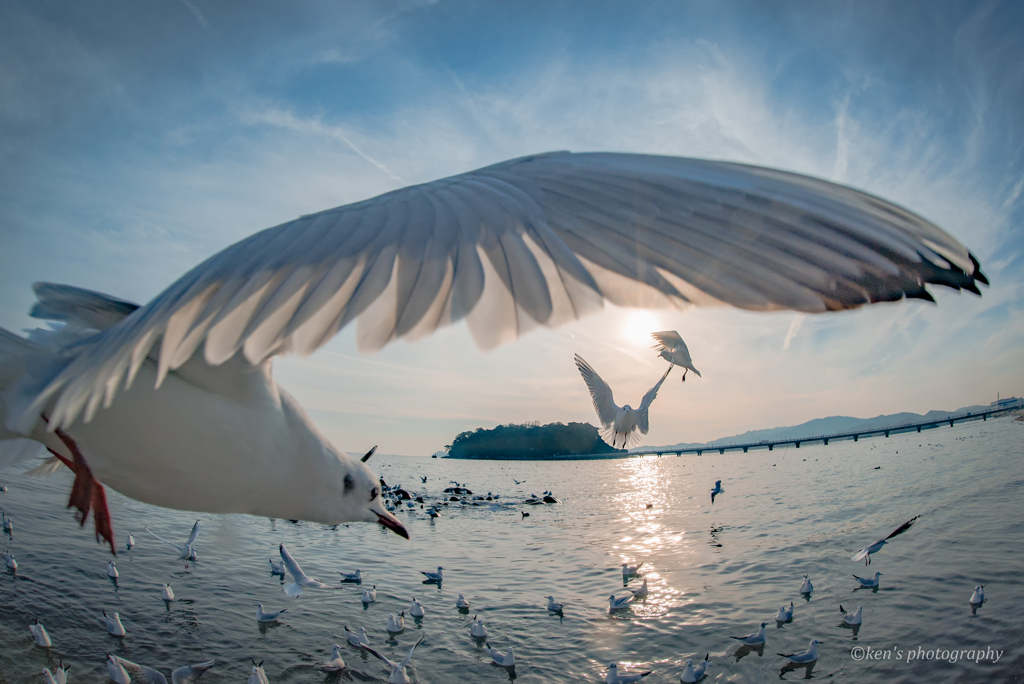 Flapping