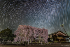 枝垂れ桜と北天と