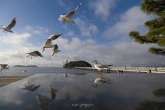 ユリカモメがいる景色