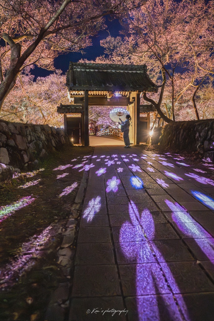 さくら模様の夜