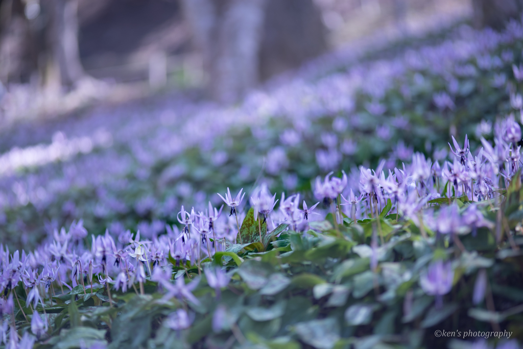 妖精の森