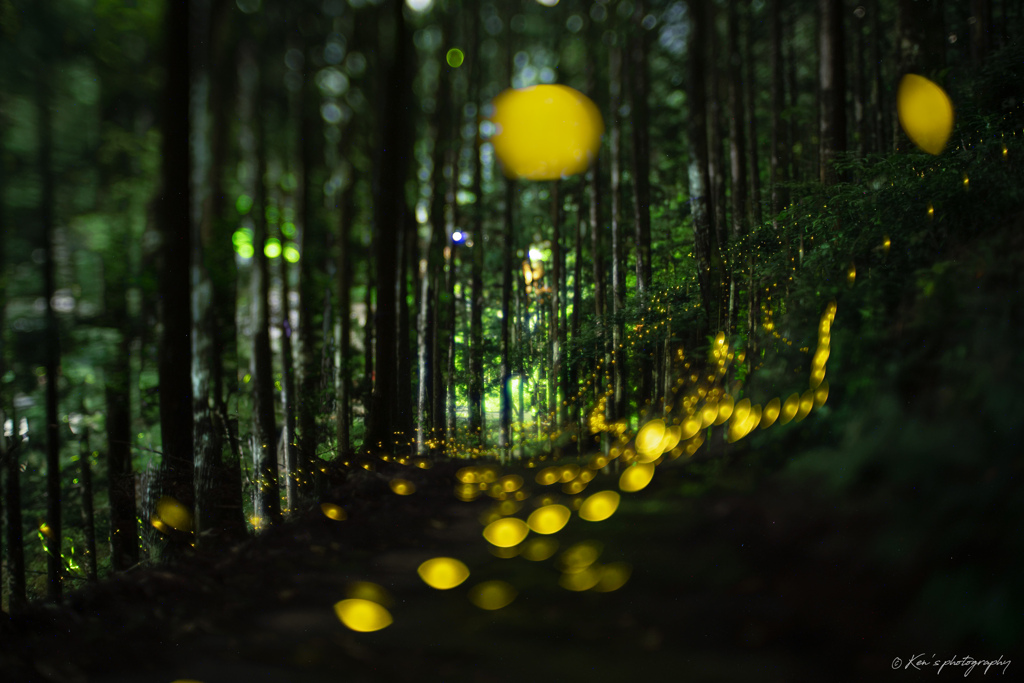 extra bokeh ～ヒメボタル編～