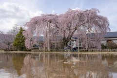 家族でお花見♪