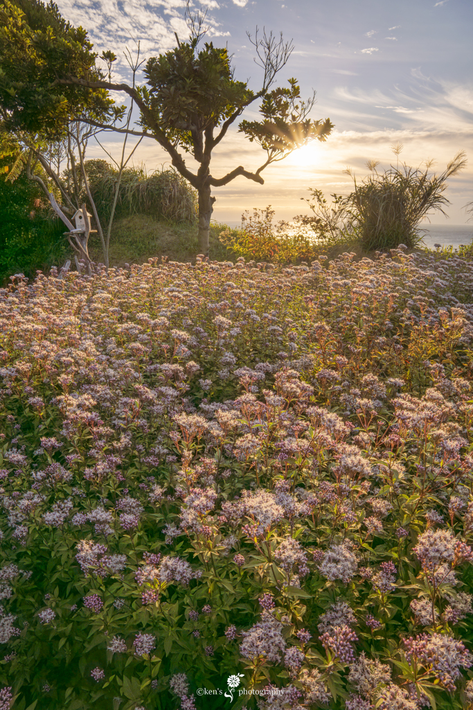 ‎Beautiful Morning