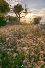 ‎Beautiful Morning