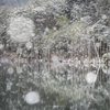いつもの池　～冬～