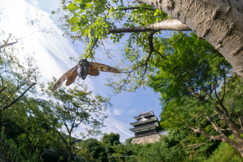 蝉城