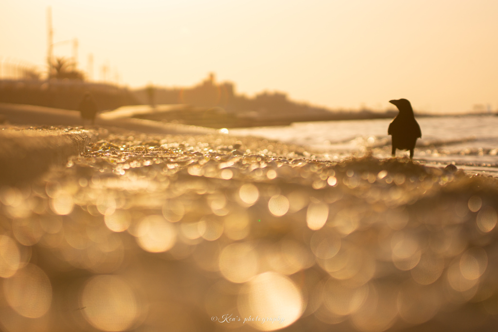 浜辺のカラス