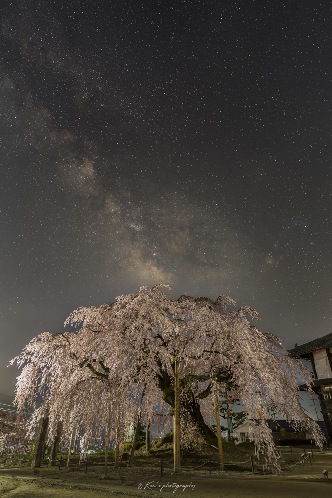 舞台桜の夜