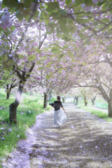 桜の散る丘で