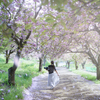 桜の散る丘で