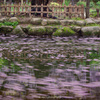 Wisteria rotate